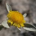 Alant (Inula verbascifolia)